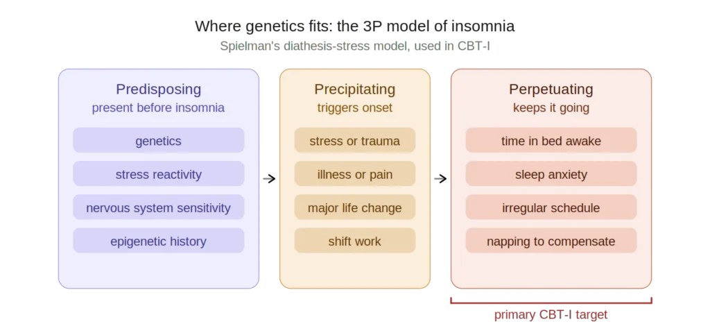 Infographic 2 — 3P model Diagram of Spielman's 3P model of insomnia showing three columns with arrows between them. The first column, predisposing factors, includes genetics, stress reactivity, nervous system sensitivity, and epigenetic history. The second column, precipitating factors, includes stress or trauma, illness or pain, major life change, and shift work. The third column, perpetuating factors, includes time in bed awake, sleep anxiety, irregular schedule, and napping to compensate. A red bracket under the perpetuating column identifies it as the primary CBT-I treatment target.