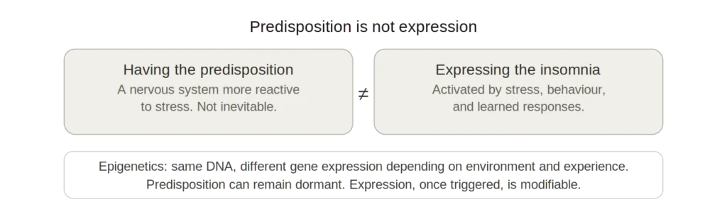 Infographic 3 — Predisposition vs expression Two side-by-side boxes separated by a not-equal symbol. The left box is labelled "Having the predisposition" and describes a nervous system more reactive to stress that is not inevitable. The right box is labelled "Expressing the insomnia" and describes activation by stress, behaviour, and learned responses. A note below explains that epigenetics means the same DNA can produce different gene expression depending on environment and experience, and that predisposition can remain dormant while expression, once triggered, is modifiable.Horizontal bar chart showing that approximately 40% of insomnia risk is explained by genetic factors and 60% by environment, behaviour, and life experience, based on twin study meta-analyses by Barclay et al. and Fernandez-Mendoza et al. (2021). A callout notes that heritability describes population-level variance, not personal destiny.