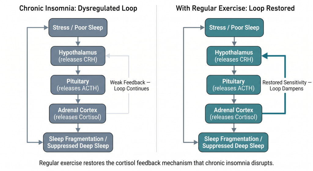 Two-panel flowchart comparing the cortisol feedback loop in chronic insomnia versus with regular exercise. Both panels show the sequence: stress and poor sleep, hypothalamus, pituitary, adrenal cortex, cortisol, sleep fragmentation, returning to stress. In the insomnia panel the feedback arrow is faded, labelled weak feedback, loop continues. In the exercise panel the arrow is bold, labelled restored sensitivity, loop dampens. 
