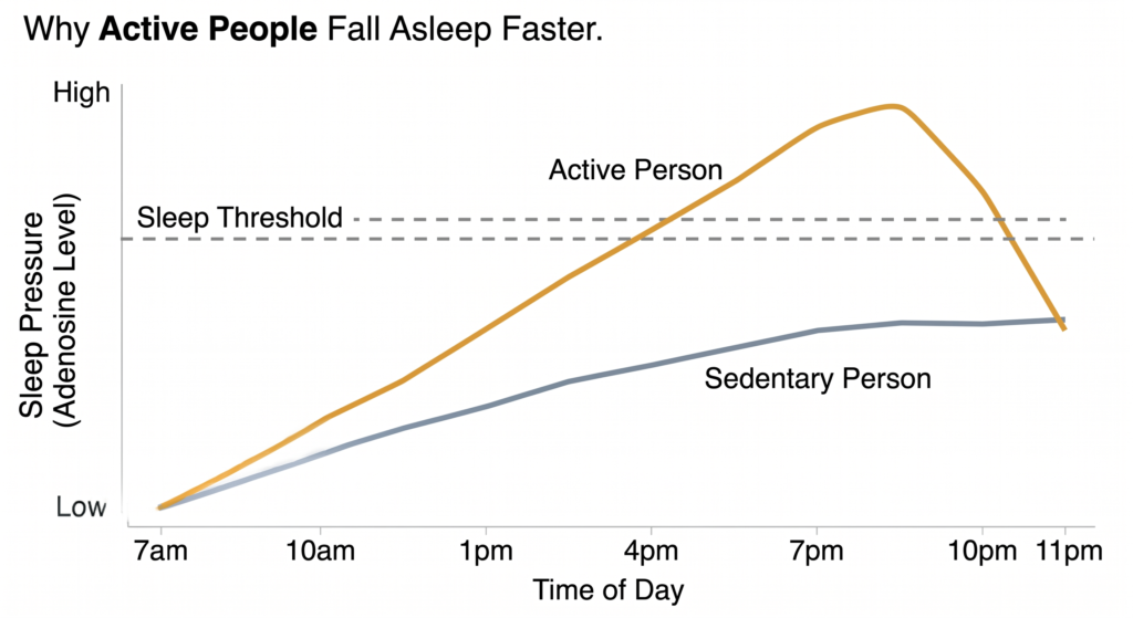 Line graph showing sleep pressure building across the waking day from 7am to 11pm, comparing an active person and a sedentary person. The active person's line rises steeply and crosses the sleep threshold by evening. The sedentary person's line rises gradually and barely reaches the threshold. Title reads: Why Active People Fall Asleep Faster. 